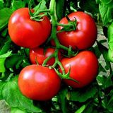 Tarla Domatesi Tohumu