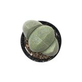 Taş Kaktüs Lithops Pleiospilos Nelii Cactus