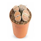 Taş Kaktüs Sukulent (5-10 Cm) 1 Adet Saksılı Dekoratif Bitki, BTSNU16032425