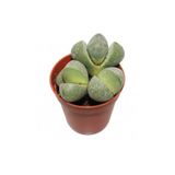 Taş Kaktüs Sukulent (5-10 Cm) 1 Adet Saksılı Dekoratif Bitki, SRD04022025BYB1465