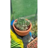 Taş Saksı İle Birlikte Kaktüs Echinopsis Oxygona Kaynana Topuzu Kaktüs