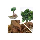 Taş Saksıda Ficus Bonsai Bonzai