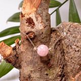 Taş Sandığı Pembe Kuvars Taşı Gümüş Kolye - 10 mm