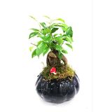 Tasarım Ficus Ging Seng Bonsai