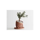 Tasarım Organic Planter Dekoratif Saksı - Kök Detaylı Modern Bitki Saksısı 12 cm