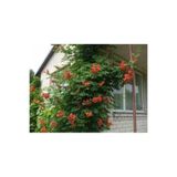Taşkar Peyzaj Acem Borusu Sarmaşık ( Turuncu Borazan Çiçeği) Fidanı ( Tüplü 50-80 Cm)