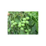 Taşkar Peyzaj Alltay Ceviz Fidanı Aşılı ( Tüplü \ 40-60 Cm)