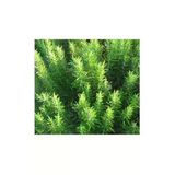 Taşkar Peyzaj Biberiye Çiçeği Fidanı - Tüplü - 40-50 cm