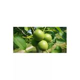 Taşkar Peyzaj Bilecik Ceviz Fidanı ( 2 Yaş - Tüplü) 40-60 Cm