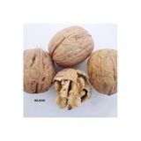 Taşkar Peyzaj Bilecik Ceviz Fidanı Aşılı ( Açık Köklü \ 60-80 Cm)