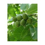 Taşkar Peyzaj Bilecik Ceviz Fidanı Aşılı ( Tüplü \ 40-60 Cm)