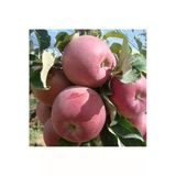 Taşkar Peyzaj Bodur Fuji Elma Fidanı Aşılı ( 2 Yaş \ Açık Köklü \ 30-40 Cm)