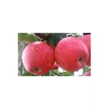 Taşkar Peyzaj Bodur Fuji Elma Fidanı Aşılı ( 2 Yaş \ Tüplü \ 30-40 Cm)