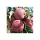 Taşkar Peyzaj Bodur Fuji Elma Fidanı Aşılı ( Açık Köklü \ 30-40 Cm)
