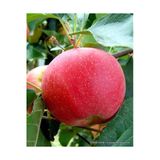 Taşkar Peyzaj Bodur Fuji Elma Fidanı Aşılı ( Tüplü \ 50-70 Cm)