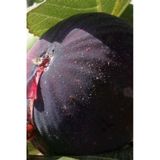 Taşkar Peyzaj Bursa Siyah Incir ( Yediveren) Fidanı \ 30-50 Cm)