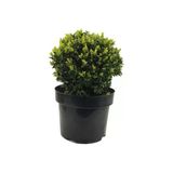 Taşkar Peyzaj Buxus Sempervirens Şimşir Fidanı 20-30 Cm 1 Adet