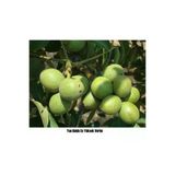 Taşkar Peyzaj Chandler Ceviz Fidanı ( 2 Yaş - Açık Kök ) 40-60 cm