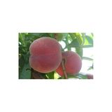 Taşkar Peyzaj Early Red Şeftali Fidanı Aşılı ( 2 Yaş \Açık Kök \ 80-100 Cm)