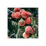 Taşkar Peyzaj Early Red Şeftali Fidanı ( Aşılı - 2 Yaş) - Tüplü - 100-120 Cm