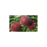 Taşkar Peyzaj Early Red Şeftali Fidanı Aşılı ( 2 Yaş \Tüplü \ 80-100 Cm)