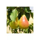 Taşkar Peyzaj Etruşka Armut Fidanı Aşılı ( 2 Yaş \ Tüplü \ 80-100 Cm)
