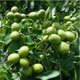 Taşkar Peyzaj Fernor Ceviz Fidanı ( 2 Yaş - Tüplü ) 40-60 cm