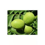 Taşkar Peyzaj Fernor Ceviz Fidanı Aşılı ( Açık Köklü 100-120 Cm)