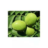 Taşkar Peyzaj Fernor Ceviz Fidanı ( Tüplü) 40-60 Cm