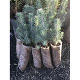 taşkar peyzaj Fıstık Çamı Fidanı 5 Adet Pinus Pinea 50-60 cm
