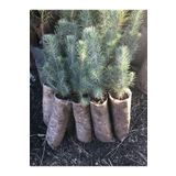 taşkar peyzaj Fıstık Çamı Fidanı 5 Adet Pinus Pinea 50-60 cm