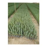 taşkar peyzaj Fıstık Çamı Fidanı 6 Adet Pinus Pinea 20-30 Cm