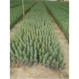 taşkar peyzaj Fıstık Çamı Fidanı 6 Adet Pinus Pinea 20-30 Cm