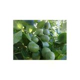 Taşkar Peyzaj Franguette -Tozlayıcı- Ceviz Fidanı (2 Yaş - Tüplü) Fidanların Bo