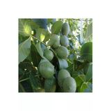 Taşkar Peyzaj Franguette -Tozlayıcı- Ceviz Fidanı Aşılı ( Açık Köklü \ 80-100 Cm)