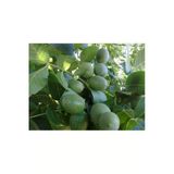 Taşkar Peyzaj Franguette -Tozlayıcı- Ceviz Fidanı Aşılı ( Tüplü \ 40-60 Cm)