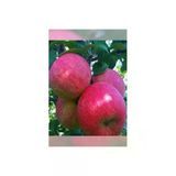Taşkar Peyzaj Fuji Elma Fidanı ( Aşılı - 2 Yaş) - Tüplü - 100-120 Cm