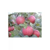 Taşkar Peyzaj Fuji Elma Fidanı Aşılı ( 2 Yaş \ Tüplü \ 80-100 Cm)