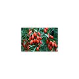 Taşkar Peyzaj Goji Berry Fidanı Açık Köklü-50 Cm