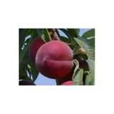 Taşkar Peyzaj Hale Şeftali Fidanı Aşılı ( 2 Yaş \ Tüplü \ 80-100 Cm)