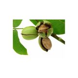 Taşkar Peyzaj Hartley Ceviz Fidanı Aşılı ( Açık Köklü \ 60-80 Cm)