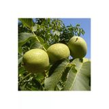 Taşkar Peyzaj Howard Ceviz Fidanı Aşılı ( Açık Köklü \ 60-80 Cm)