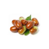 Taşkar Peyzaj Hünnap Fidanı ( 2 Yaş) -Tüplü - 50-80 Cm