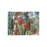 Taşkar Peyzaj Iğde Fidanı Aşılı - 2 Yaş Tüplü - 100-120 Cm