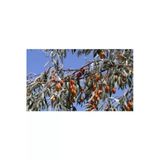 Taşkar Peyzaj Iğde Fidanı ( Aşılı - 2 Yaş) - Tüplü - 100-120 Cmiğde Fidanı (