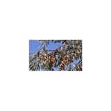 taşkar peyzaj Iğde Fidanı Aşılı ( 2 Yaş /tüplü / 70-100 cm )