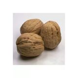 Taşkar Peyzaj Kaman Ceviz Fidanı ( 2 Yaş - Tüplü) 40-60 Cm