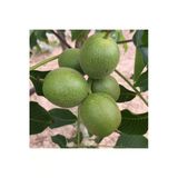 Taşkar Peyzaj Kaman Ceviz Fidanı Aşılı ( Açık Köklü \ 60-80 Cm)
