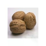 Taşkar Peyzaj Kaman Ceviz Fidanı Aşılı ( Tüplü \ 40-60 Cm)