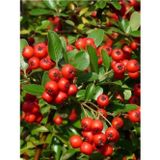 taşkar peyzaj Kırmızı Ateş Dikeni Pyracantha Red Column, Saksıda